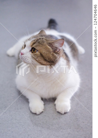 Brown tabby and white British Shorthair cat lying on the floor 124704646