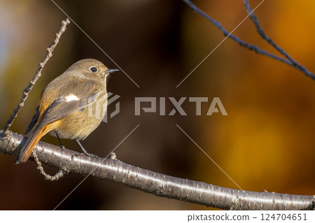 雌性達烏爾紅尾鴝棲息在樹枝上，複製空間 124704651