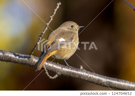 下巴粘在樹枝上的女性 124704652