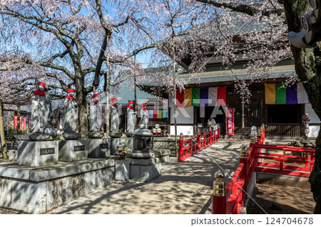 Morning at Rokujizoji Temple in Mito Daishi [Spring cherry blossom season] 124704678