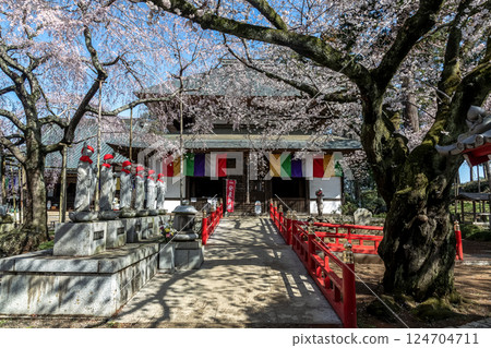 水戶大師六地藏寺的早晨【春櫻花季】 124704711