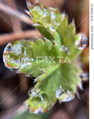 Raindrops on strawberry leaves and buds Raindrops on strawberry leaves and buds 124704813