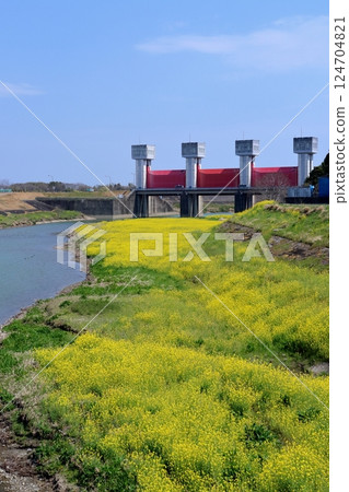 Hasuke River: Rape blossoms on the riverbank and a watergate (Tosa City, Kochi Prefecture) Hasuke River: Rape blossoms on the riverbank and a watergate (Tosa City, Kochi Prefecture) 124704821