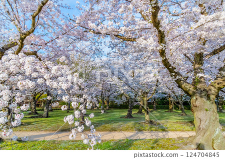 Okayama Korakuen cherry blossom grove in spring Okayama Korakuen cherry blossom grove in spring 124704845