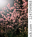 Pale cherry blossoms that stand out against a black background 124704968