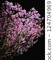 Cherry blossoms that stand out against a black background 124704969