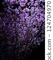 Pink cherry blossoms reflected on the water 124704970