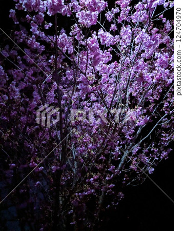Pink cherry blossoms reflected on the water 124704970