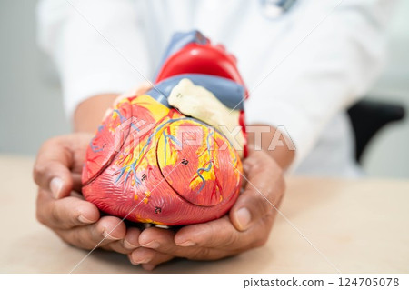 Cardiovascular disease CVD, doctor with heart human model anatomy for treatment patient in hospital. Cardiovascular disease CVD, doctor with heart human model anatomy for treatment patient in hospital. 124705078
