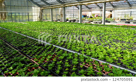 Julian seedlings being grown in a greenhouse 124705091