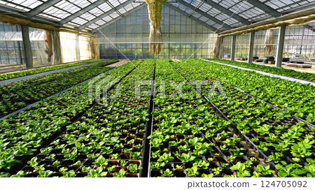 Julian seedlings being grown in a greenhouse Julian seedlings being grown in a greenhouse 124705092