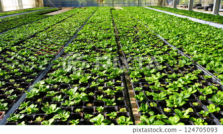 Julian seedlings being grown in a greenhouse 124705093