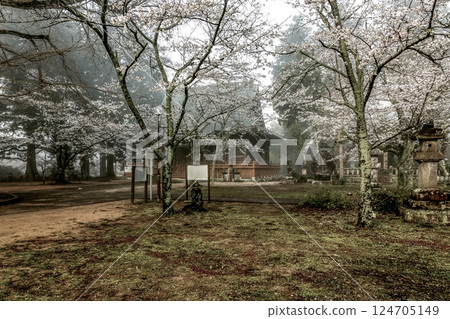 Cherry blossoms in the grounds of Sairenji Temple shrouded in the deep morning mist [Namegata City, Ibaraki Prefecture] 124705149