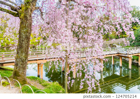 岡山後樂園的春天：永正橋旁的八重紅花 124705214