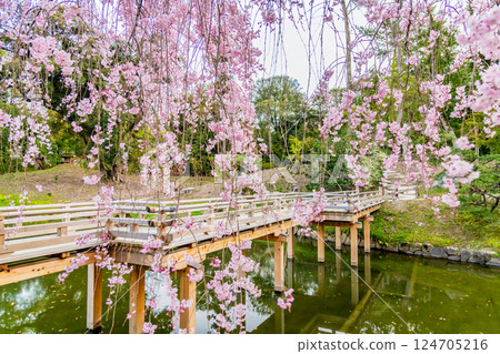 Spring in Okayama Korakuen: Yaebenishidaru blooming beside Eishobashi Bridge Spring in Okayama Korakuen: Yaebenishidaru blooming beside Eishobashi Bridge 124705216