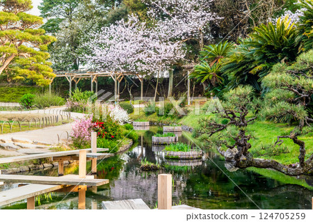 Okayama Korakuen in spring: Cherry blossoms blooming in the garden 124705259