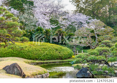 Okayama Korakuen in spring: Cherry blossoms blooming in the garden 124705261