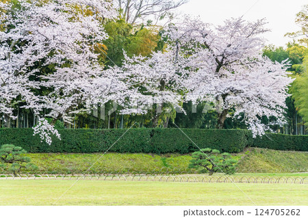 Okayama Korakuen in spring: Cherry blossoms blooming in the garden 124705262