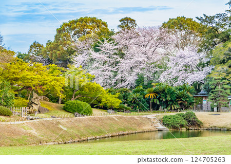 岡山後樂園的春天：櫻花盛開 124705263