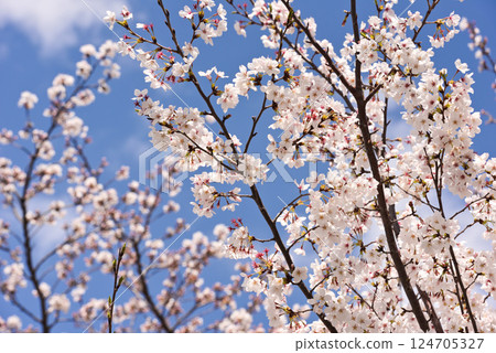 Cherry blossoms in full bloom shining in the blue sky Cherry blossoms in full bloom shining in the blue sky 124705327