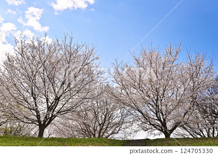 Cherry blossoms in full bloom shining in the blue sky Cherry blossoms in full bloom shining in the blue sky 124705330