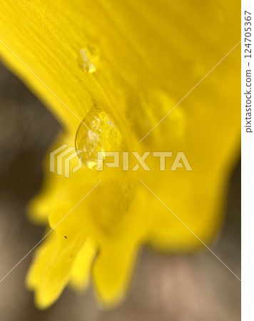 Raindrops on yellow daffodil petals Raindrops on yellow daffodil petals 124705367