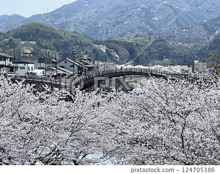 Pink carpet and Kintai Bridge Pink carpet and Kintai Bridge 124705386