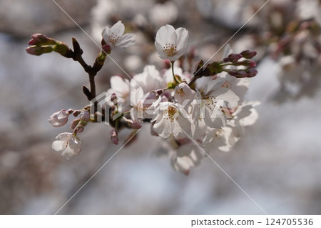 Beautiful cherry blossoms 124705536
