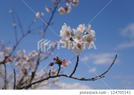 Beautiful cherry blossoms 124705541