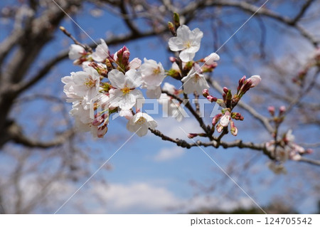 Beautiful cherry blossoms Beautiful cherry blossoms 124705542