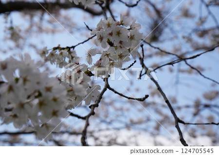 Beautiful cherry blossoms 124705545