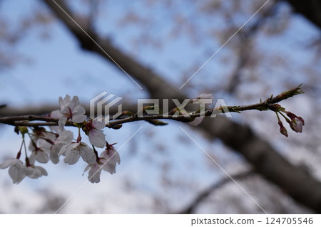 Beautiful cherry blossoms 124705546