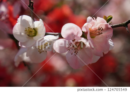 模糊的鮮花 124705549