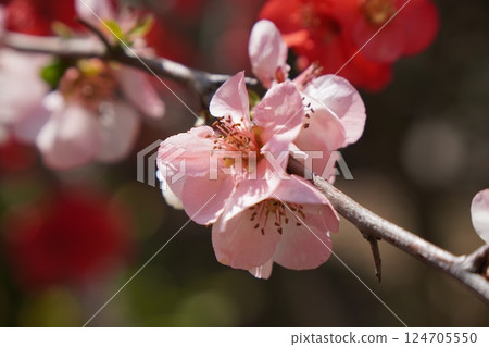 模糊的鮮花 模糊的鮮花 124705550