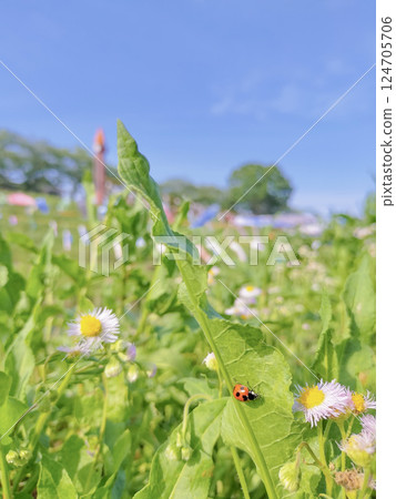 Kanto carp streamers, fresh greenery and insects Kanto carp streamers, fresh greenery and insects 124705706