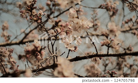 櫻花開始綻放 124705798