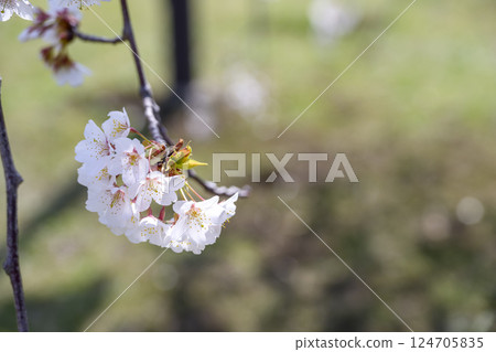 Sakura Cherry blossoms Spring Sendai weeping cherry blossoms Spring flowers April Image 124705835