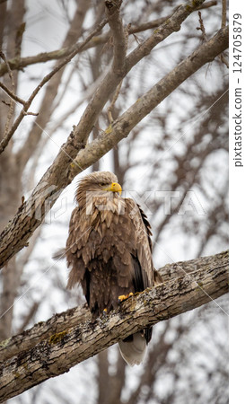 White-tailed eagle in winter 124705879