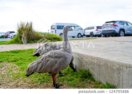 澳洲維多利亞州墨爾本的 Cereopsis novaehollandiae (巴倫角鵝( 124705886