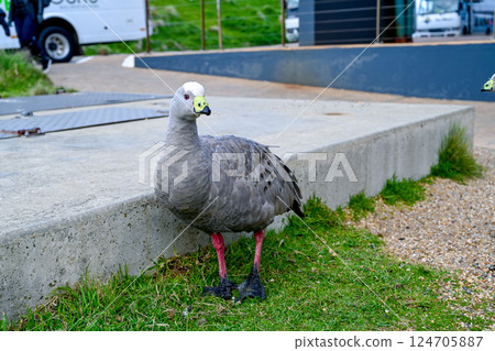 澳洲維多利亞州墨爾本的 Cereopsis novaehollandiae (巴倫角鵝( 124705887