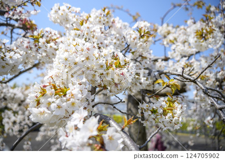 Sakura Cherry blossoms Spring Sendai weeping cherry blossoms Spring flowers April Image 124705902