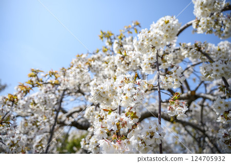 Sakura Cherry blossoms Spring Sendai weeping cherry blossoms Spring flowers April Image 124705932