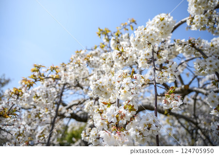Sakura Cherry blossoms Spring Sendai weeping cherry blossoms Spring flowers April Image Sakura Cherry blossoms Spring Sendai weeping cherry blossoms Spring flowers April Image 124705950