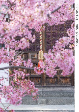 Okame cherry blossoms reflected in the glass door of Jizo-do Hall, Chotoku-ji Temple, Kyoto in spring 124705999