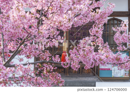 Okame cherry blossoms reflected in the glass door of Jizo-do Hall, Chotoku-ji Temple, Kyoto in spring 124706000