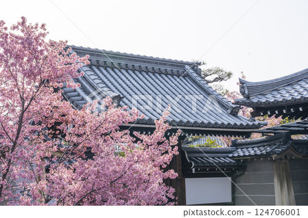 Splendid Kame cherry blossoms blooming in front of the main gate of Chotokuji temple in Kyoto in spring 124706001