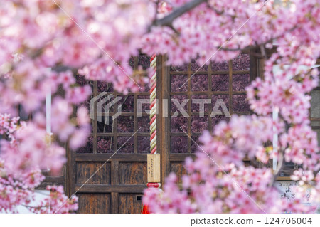 春天，京都長德寺地藏堂玻璃門上倒映著岡龜櫻花 124706004