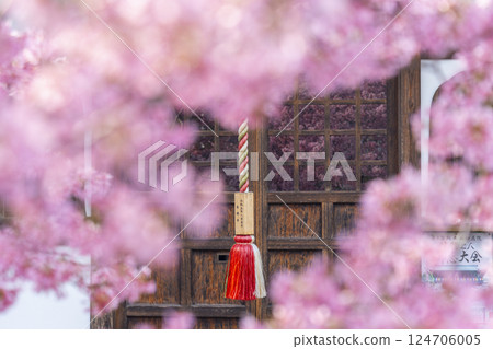 春天，京都長德寺地藏堂玻璃門上倒映著岡龜櫻花 124706005