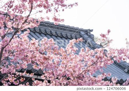 春天，京都長德寺正門前盛開的龜櫻花，絢麗多彩 124706006