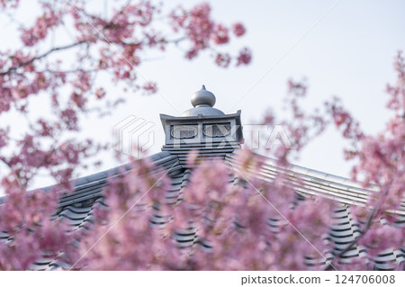 Spring in Kyoto: Okamezakura in full bloom at Chotokuji Temple 124706008